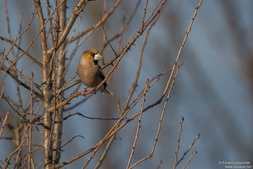 Hawfinch