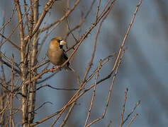 Hawfinch