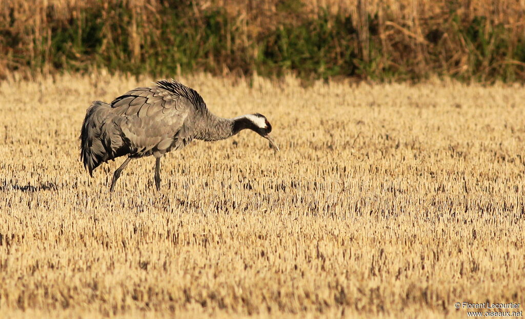 Common Crane