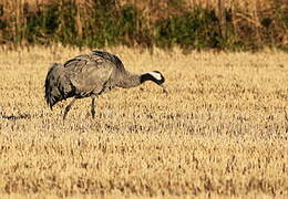 Common Crane