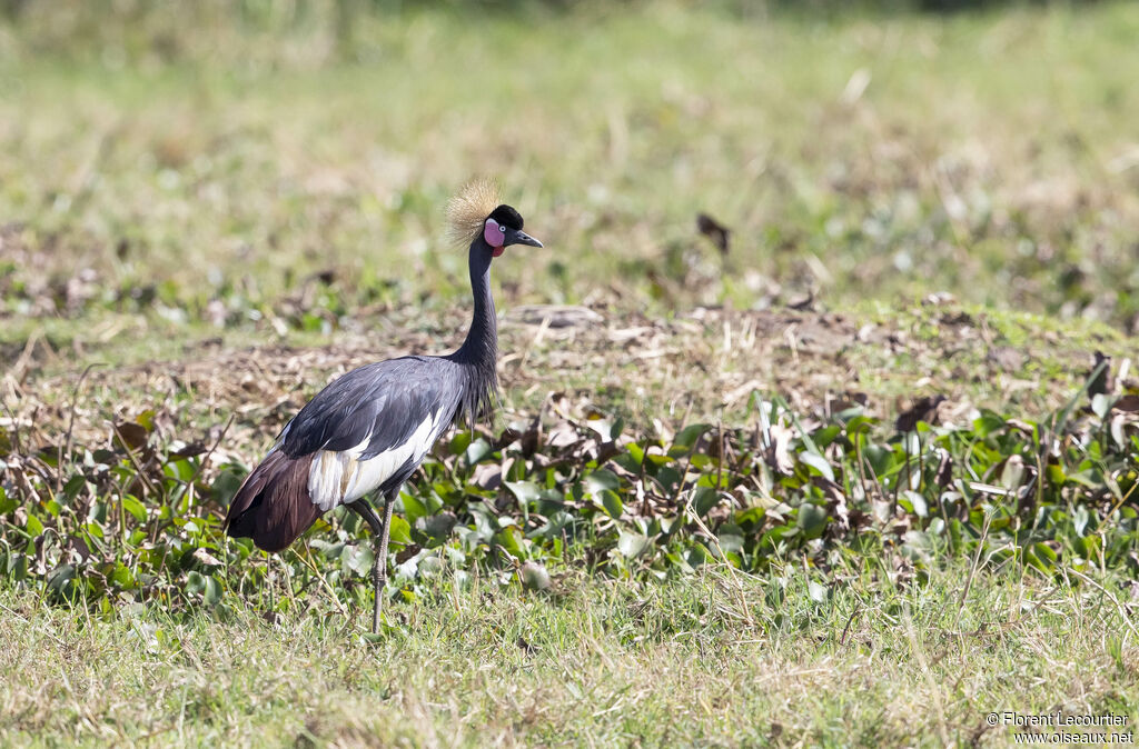 Black Crowned Crane