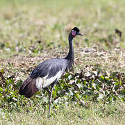 Black Crowned Crane