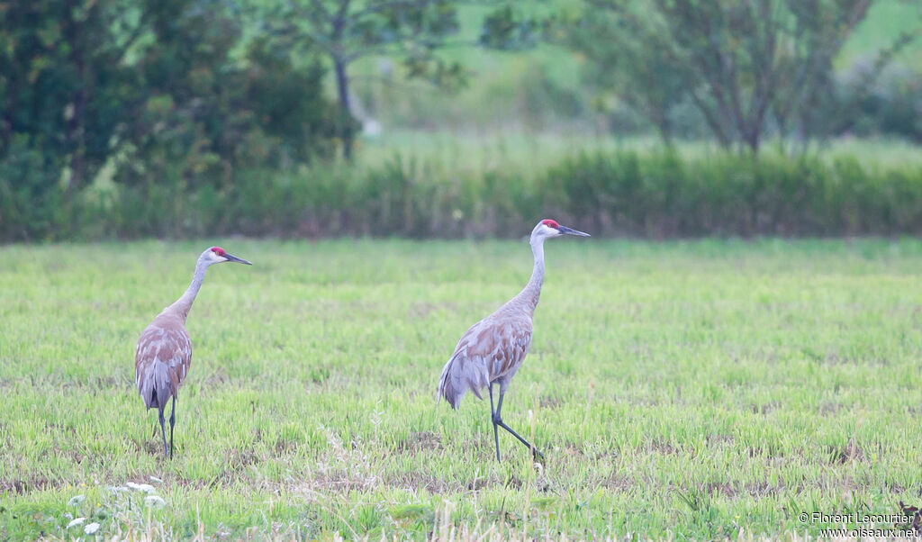 Sandhill Crane