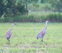 Sandhill Crane