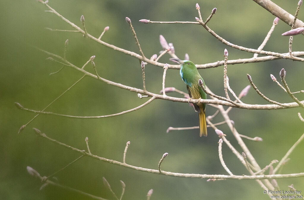 Blue-bearded Bee-eater