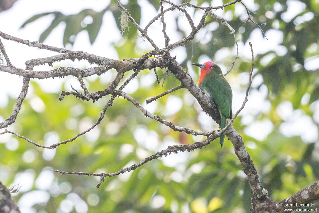 Red-bearded Bee-eater