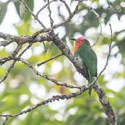 Red-bearded Bee-eater