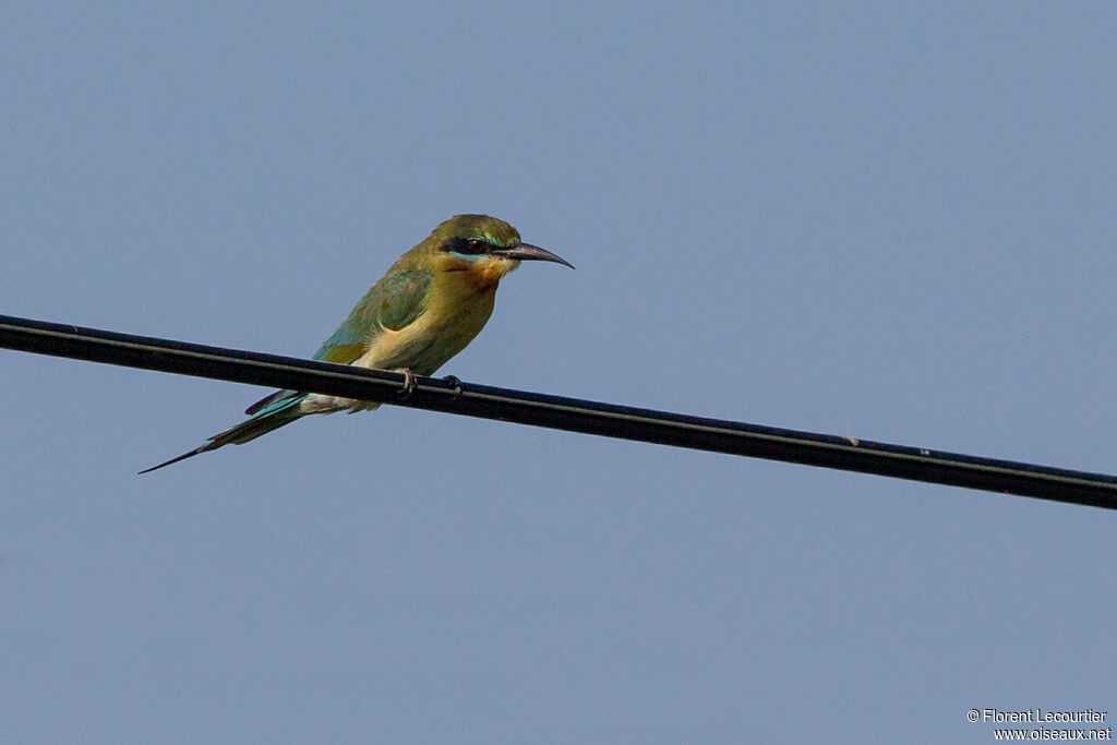 Blue-tailed Bee-eater