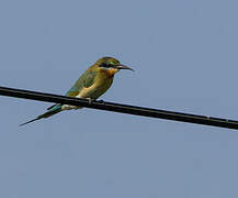 Blue-tailed Bee-eater