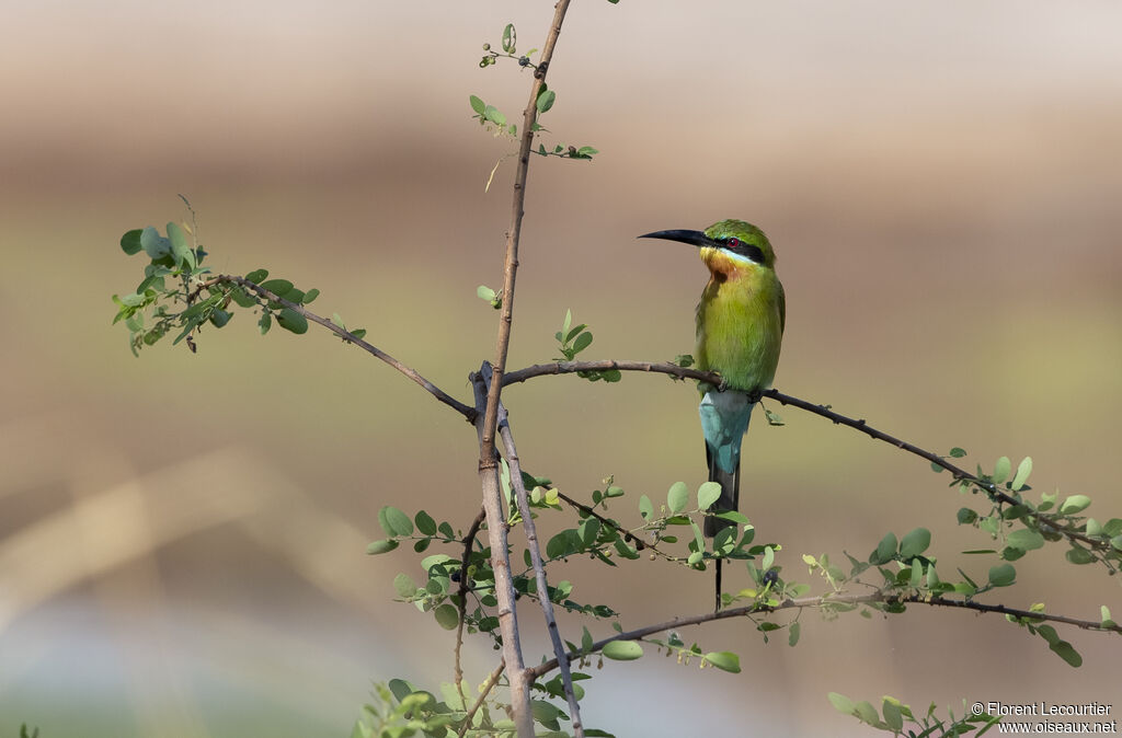 Blue-tailed Bee-eater