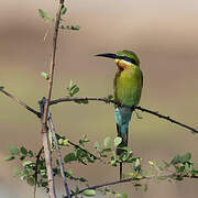 Blue-tailed Bee-eater