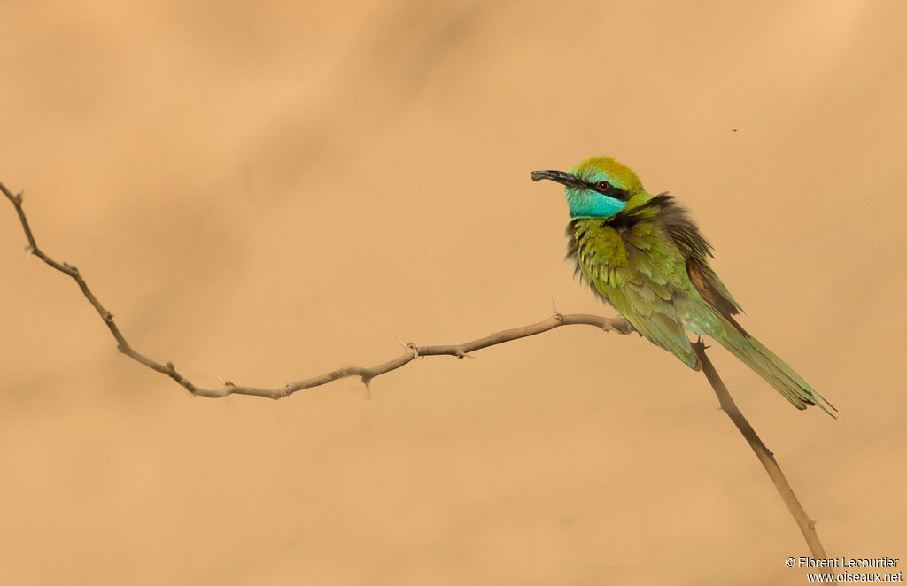 Arabian Green Bee-eater