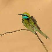 Arabian Green Bee-eater