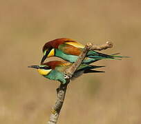 European Bee-eater