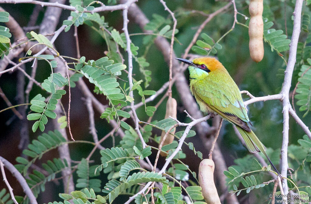 Green Bee-eater