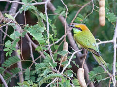 Green Bee-eater