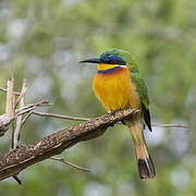 Ethiopian Bee-eater