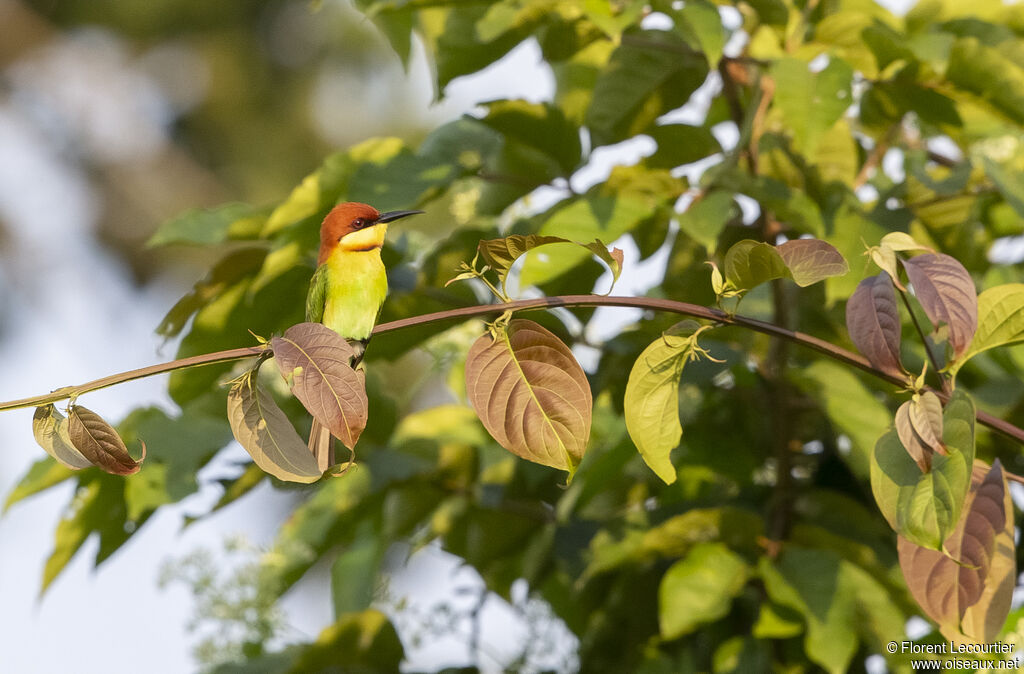 Chestnut-headed Bee-eater