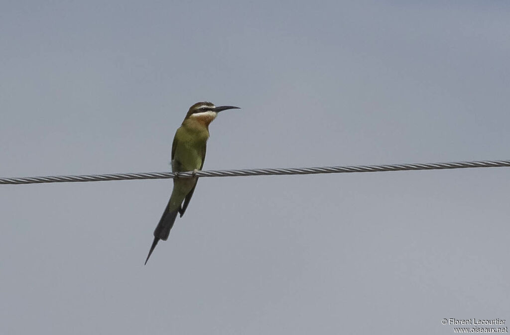 Olive Bee-eater