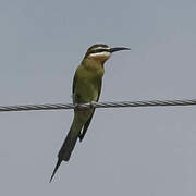 Olive Bee-eater