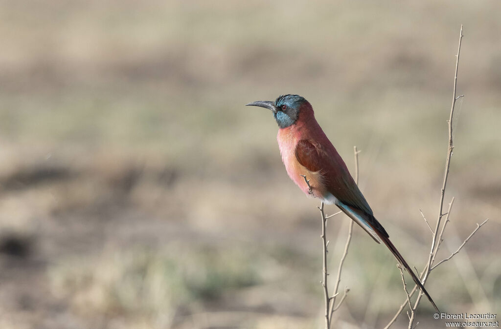 Northern Carmine Bee-eater