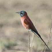 Northern Carmine Bee-eater