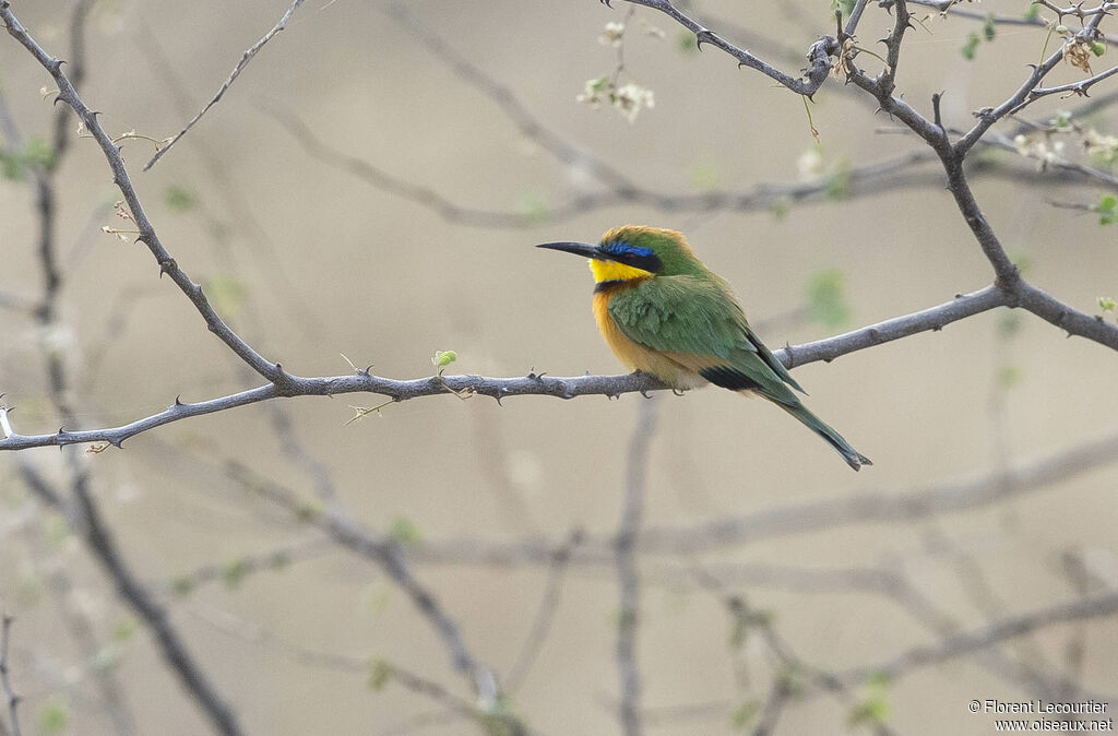 Little Bee-eater