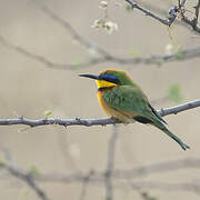 Little Bee-eater