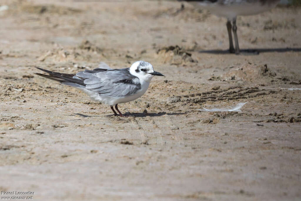 White-winged Ternadult post breeding, identification