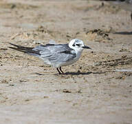 Guifette leucoptère