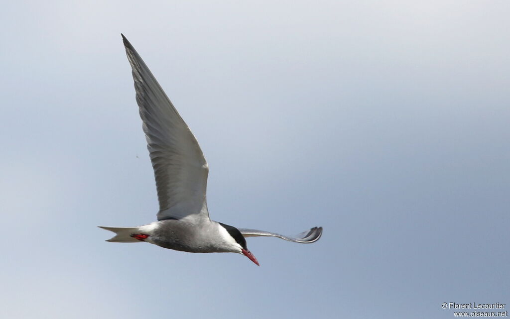 Whiskered Tern