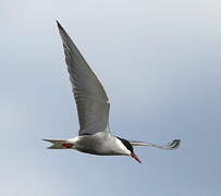 Whiskered Tern