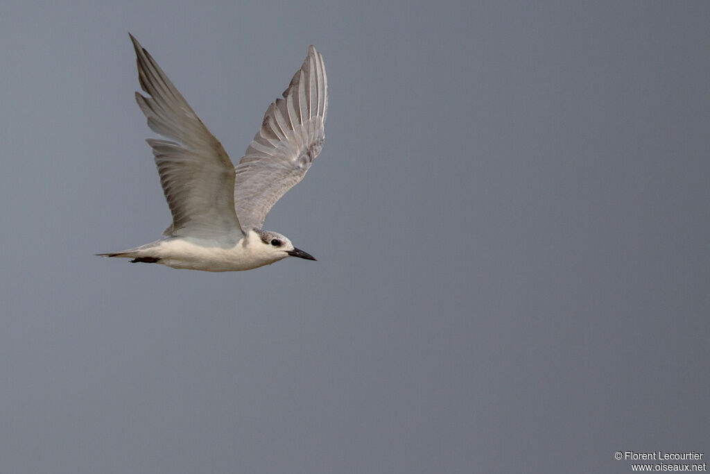 Whiskered Tern