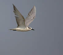 Whiskered Tern