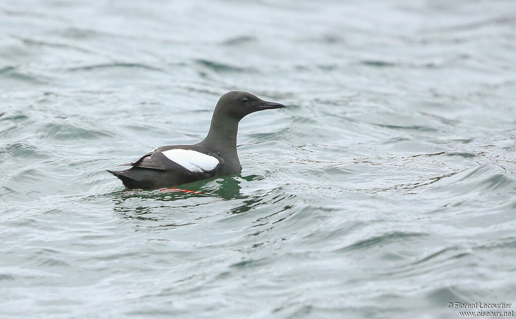 Guillemot à miroir