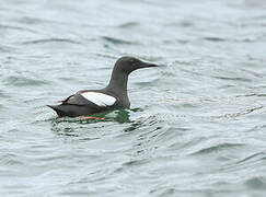 Black Guillemot