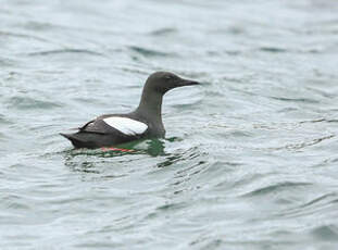 Guillemot à miroir