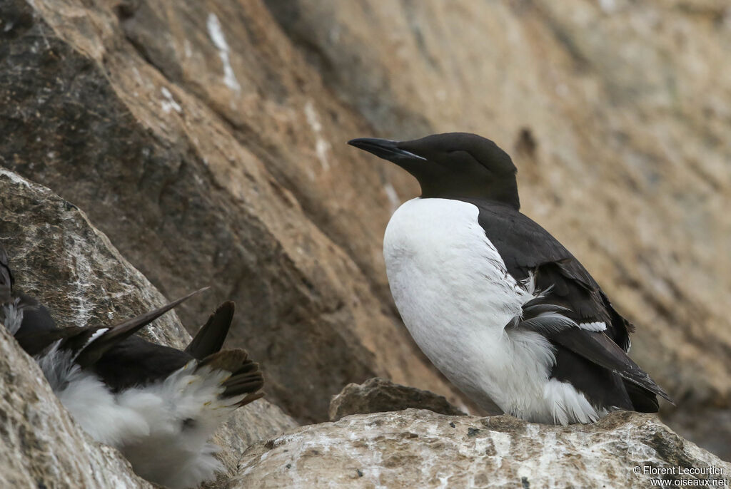 Guillemot de Brünnich