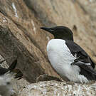 Guillemot de Brünnich