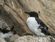 Guillemot de Brünnich