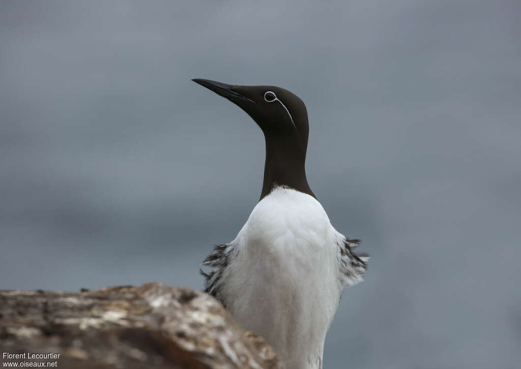 Guillemot de Troïladulte nuptial, portrait