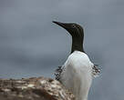 Guillemot de Troïl