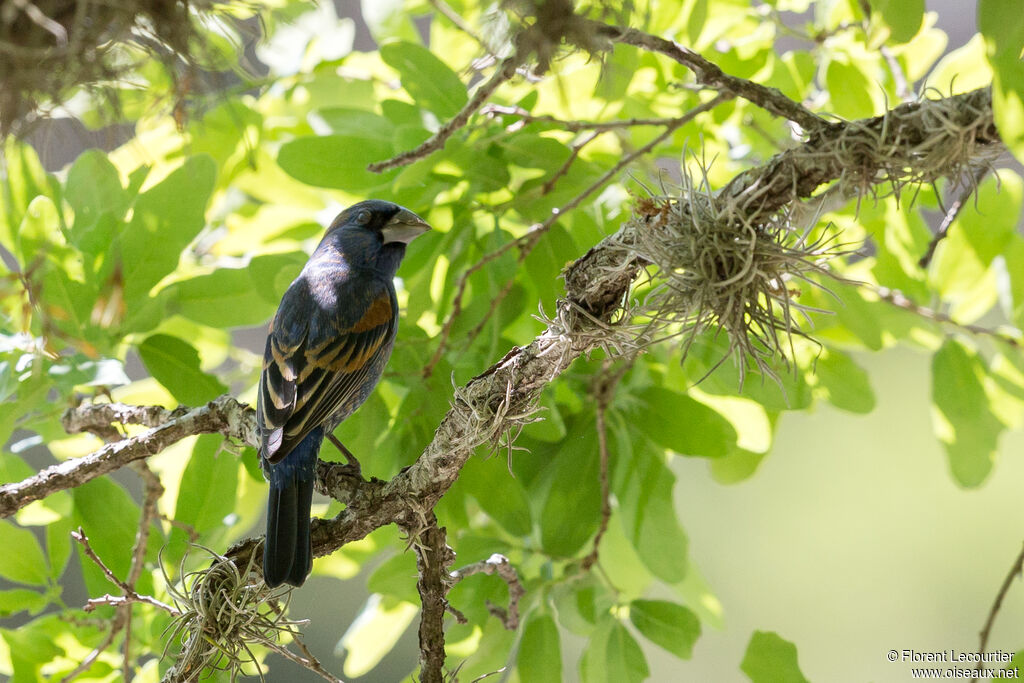 Blue Grosbeak male adult breeding