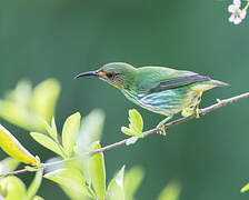 Purple Honeycreeper