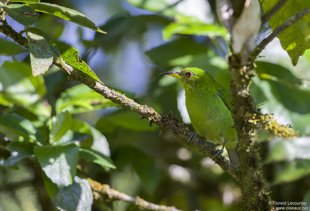 Green Honeycreeper female