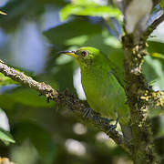 Green Honeycreeper