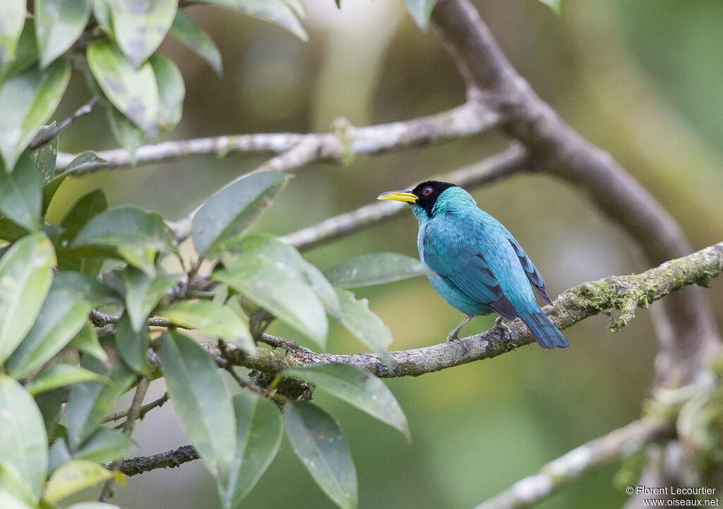 Green Honeycreeper male