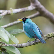 Green Honeycreeper