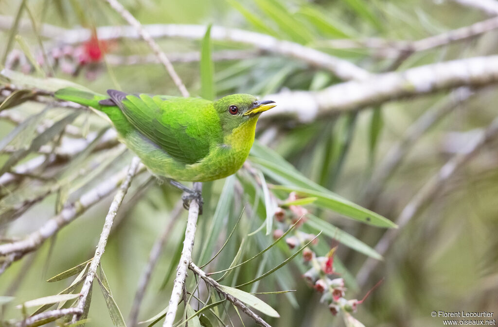 Green Honeycreeper female adult