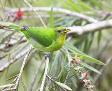 Green Honeycreeper